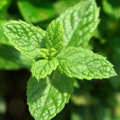 Чоловічі парфуми Yodeyma Mint Ocean свіжий, вишуканий, 15 мл