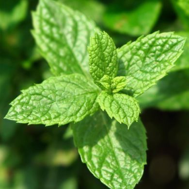 Чоловічі парфуми Yodeyma Wow Scent! - з нотами М'яти, Шавлії та Ванілі, 15 мл