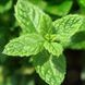 Чоловічі парфуми Yodeyma Wow Scent! - з нотами М'яти, Шавлії та Ванілі, 15 мл